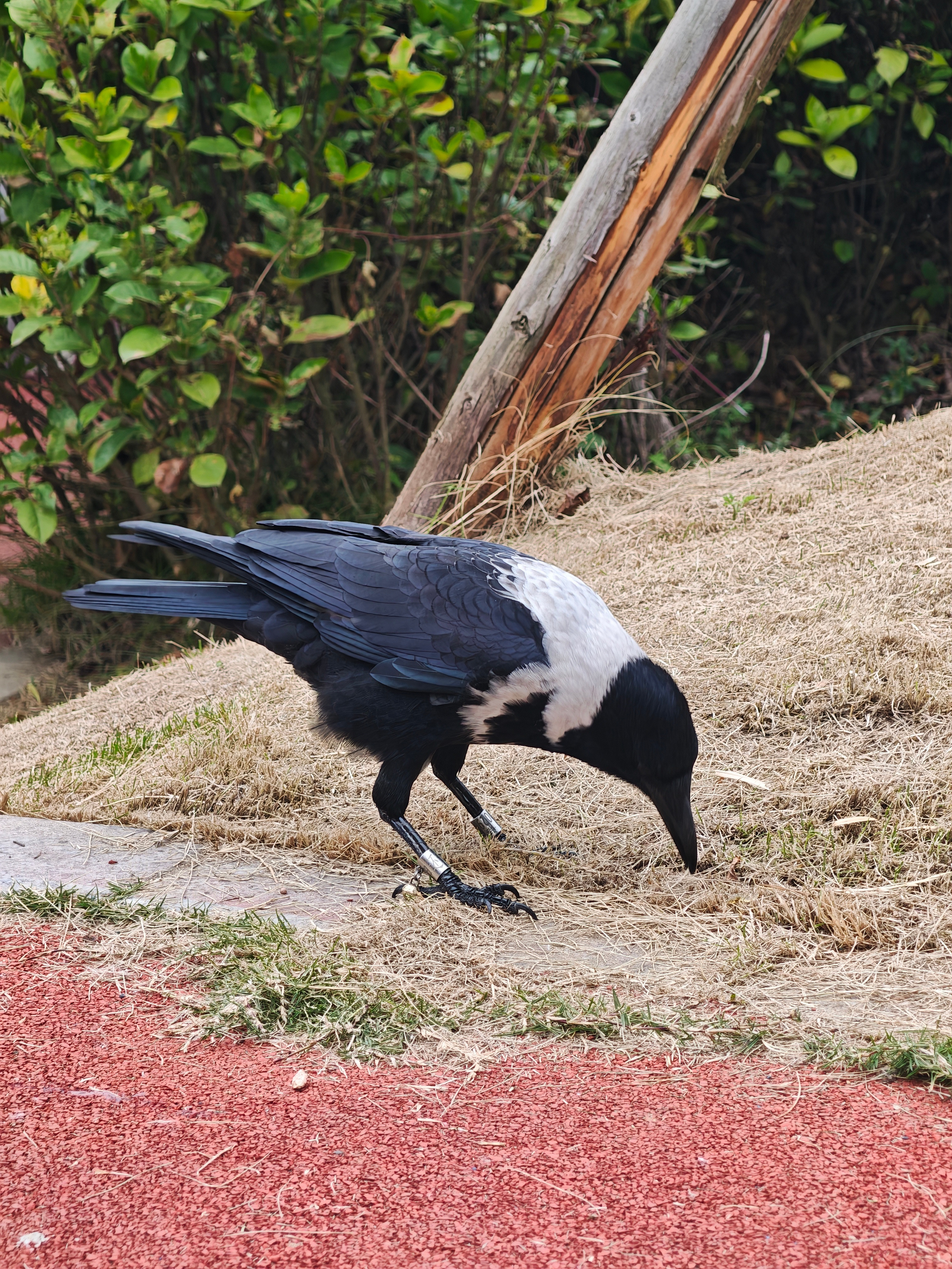 兄弟们，帮我看下这是什么鸟？把我舀的虾米全部叼走了