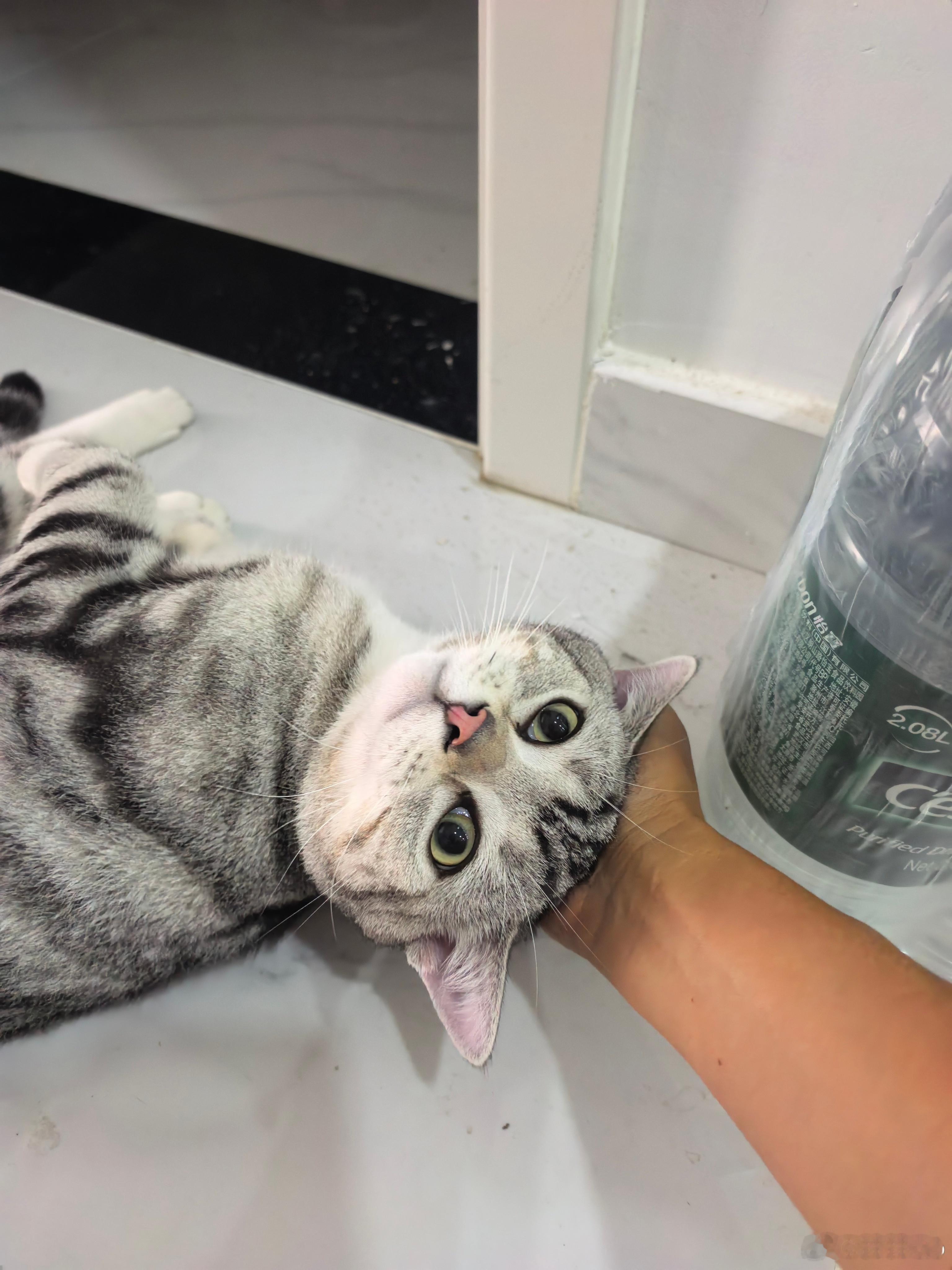 我发现邻居总是趁遛狗的时候把猫放楼道里放风，今天开门取快递，发现竟然是两只两只性