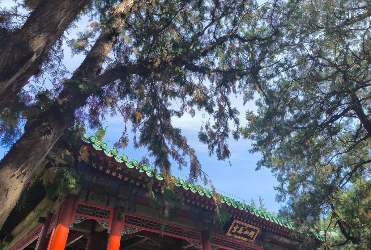 三甲医院护士招聘新趋势高中直升成香饽饽背后的原因解析三甲医院招人标准引热议！高