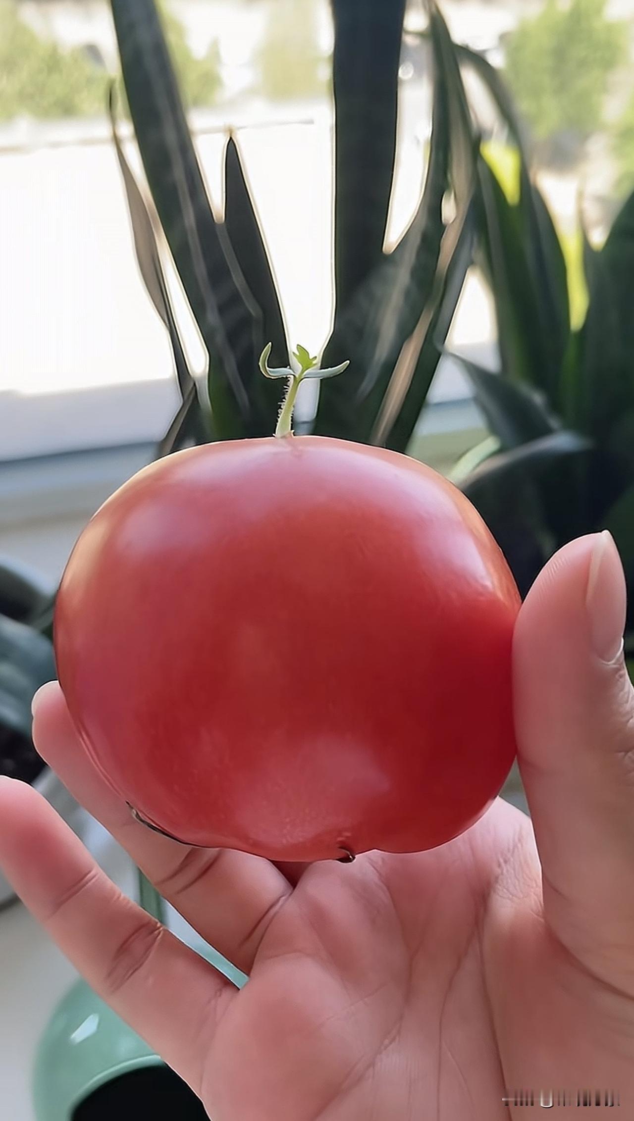 简直不可思议，出去了一个月，冰箱的西红柿竟然发芽了😯