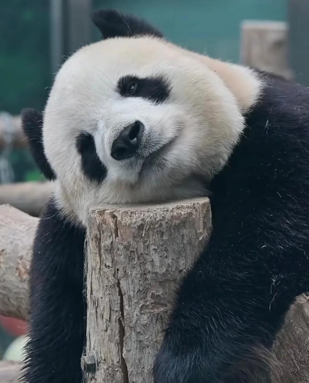 摁不住！新加坡网友神评论：中国人竟患