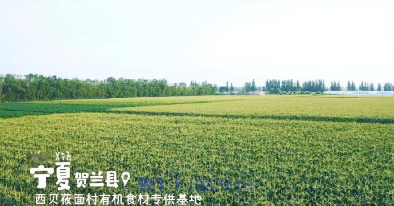越挖越深！有网友翻出西贝两年前的一则广告，视频里明确说他们的有机蔬菜基地在宁夏贺