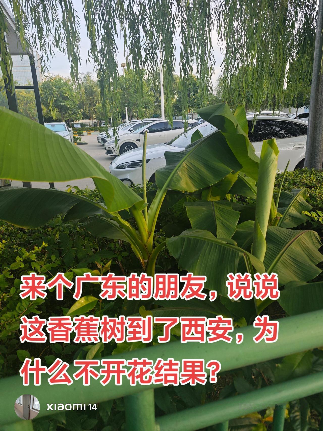 我感觉绿化带里种的这棵是香蕉树啊，为什么不开花结果，难道是观赏用的？广东香蕉