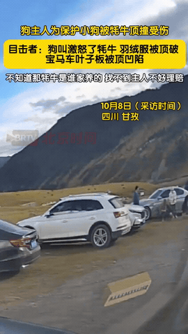 “心不是一般的大！”近日，四川甘孜，女游客带的小狗把牦牛惹毛了，当场就要顶它，女