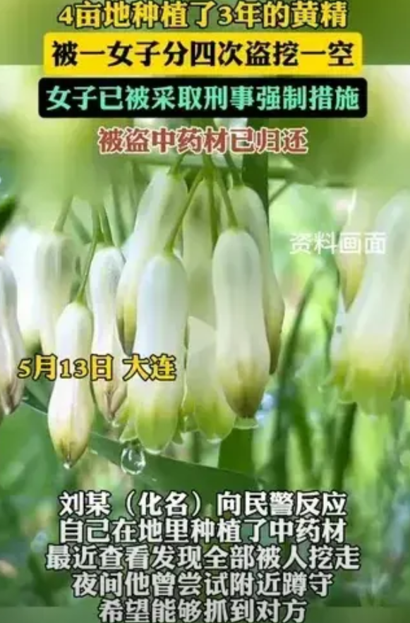 “想钱想疯了？”男子家中4亩地的黄精，已经有三年药龄，能卖个好价钱！没想到被一女