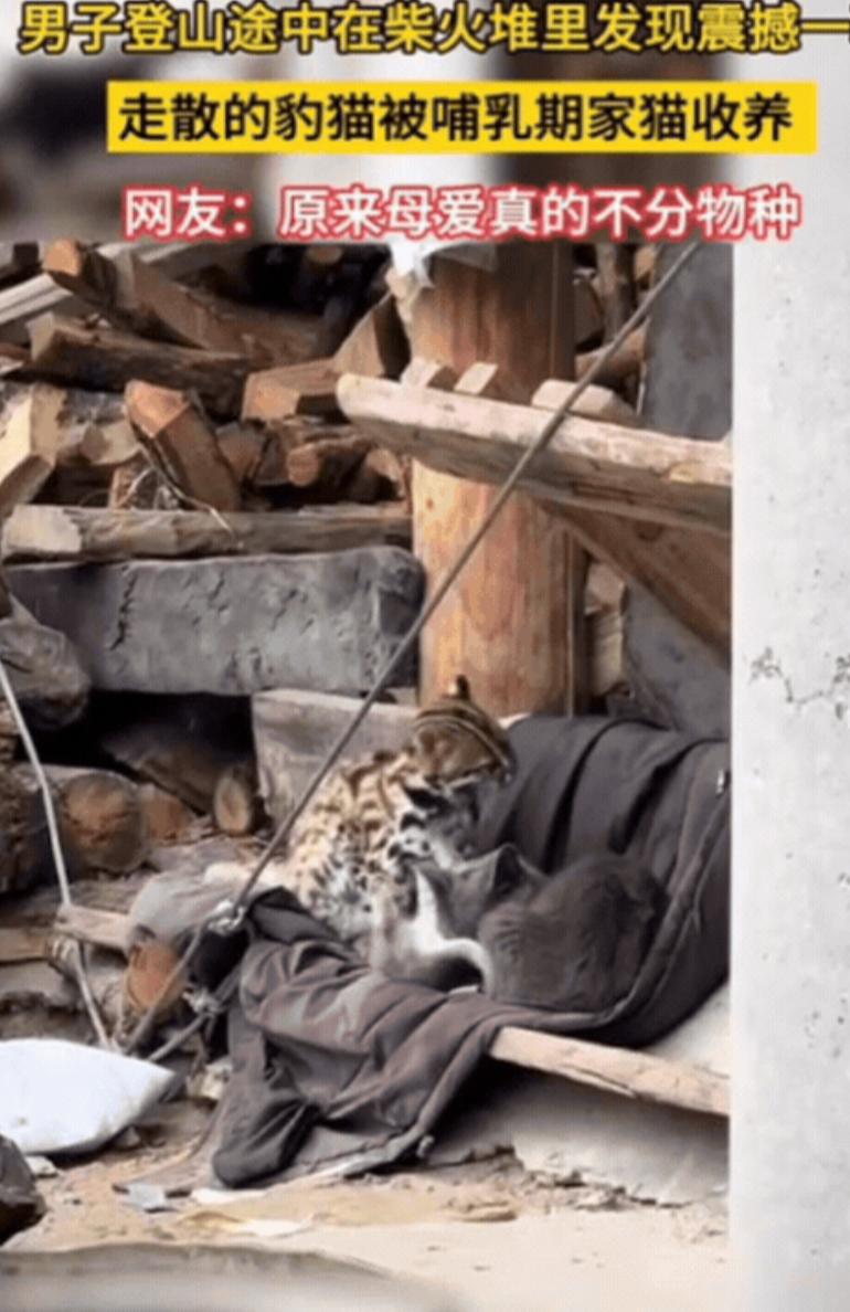 太有灵性了！四川一男子爬山途中，竟然在农户柴火堆里，发现震撼一幕，一只豹纹的小猫