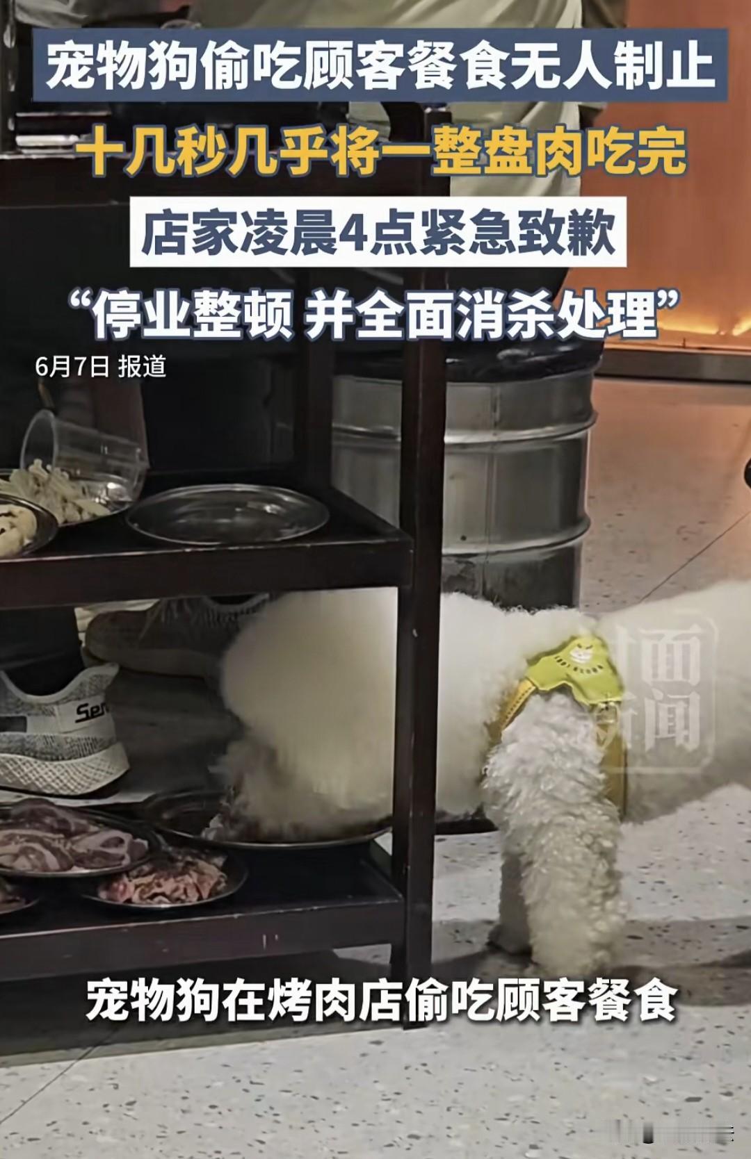 “你会膈应吗？”湖南衡阳一烤肉店内，一只白色宠物狗偷吃顾客餐车上的一盘烤肉，10