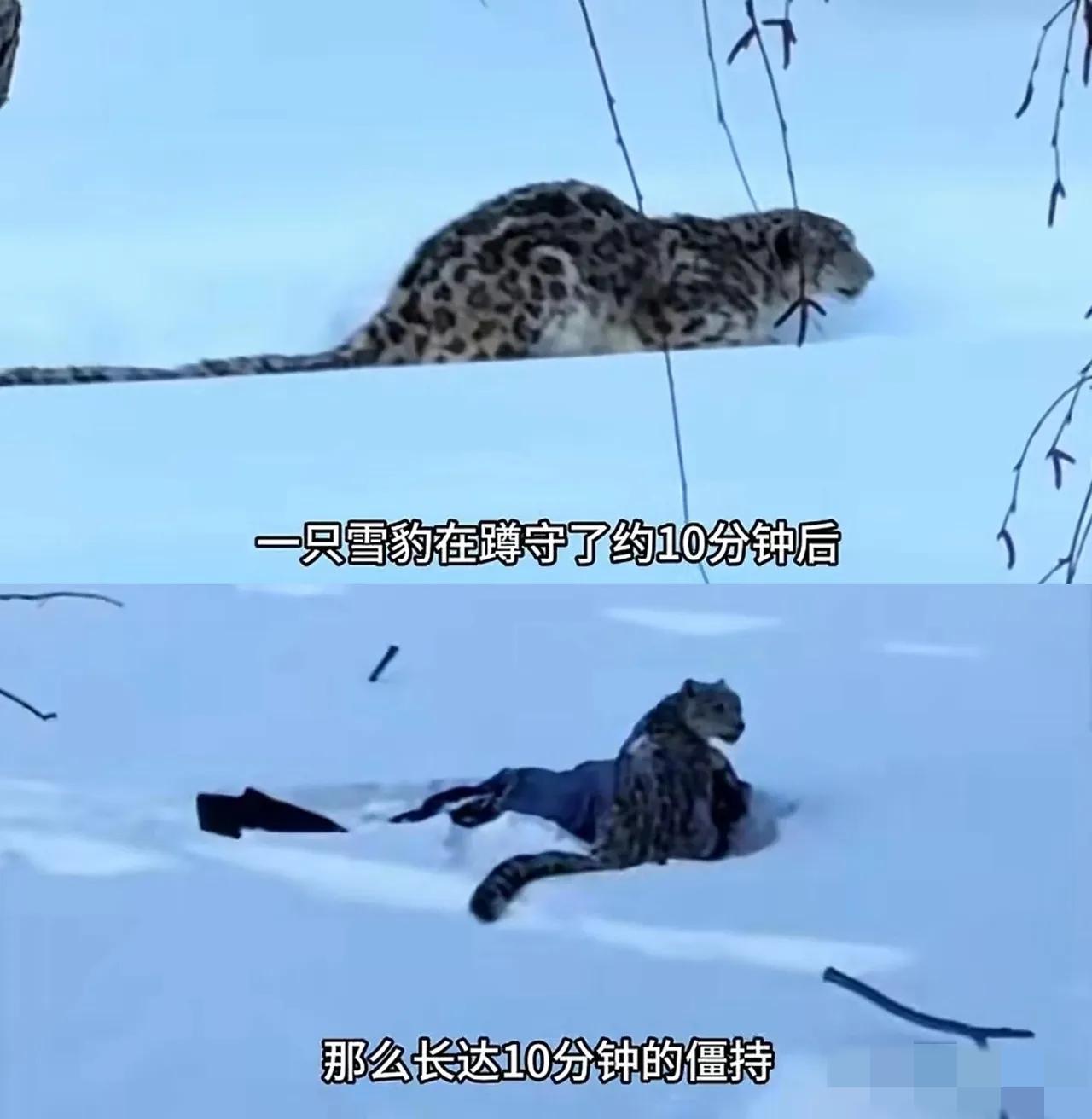 专家都已经说了，雪豹要是真想致命攻击，肯定会咬喉咙和脖子这些要害，它只咬面部