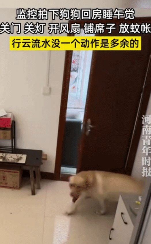 “这狗成精了？”湖南株洲，主人家装了室内监控，没想到无意中拍下了狗子“独自收工”