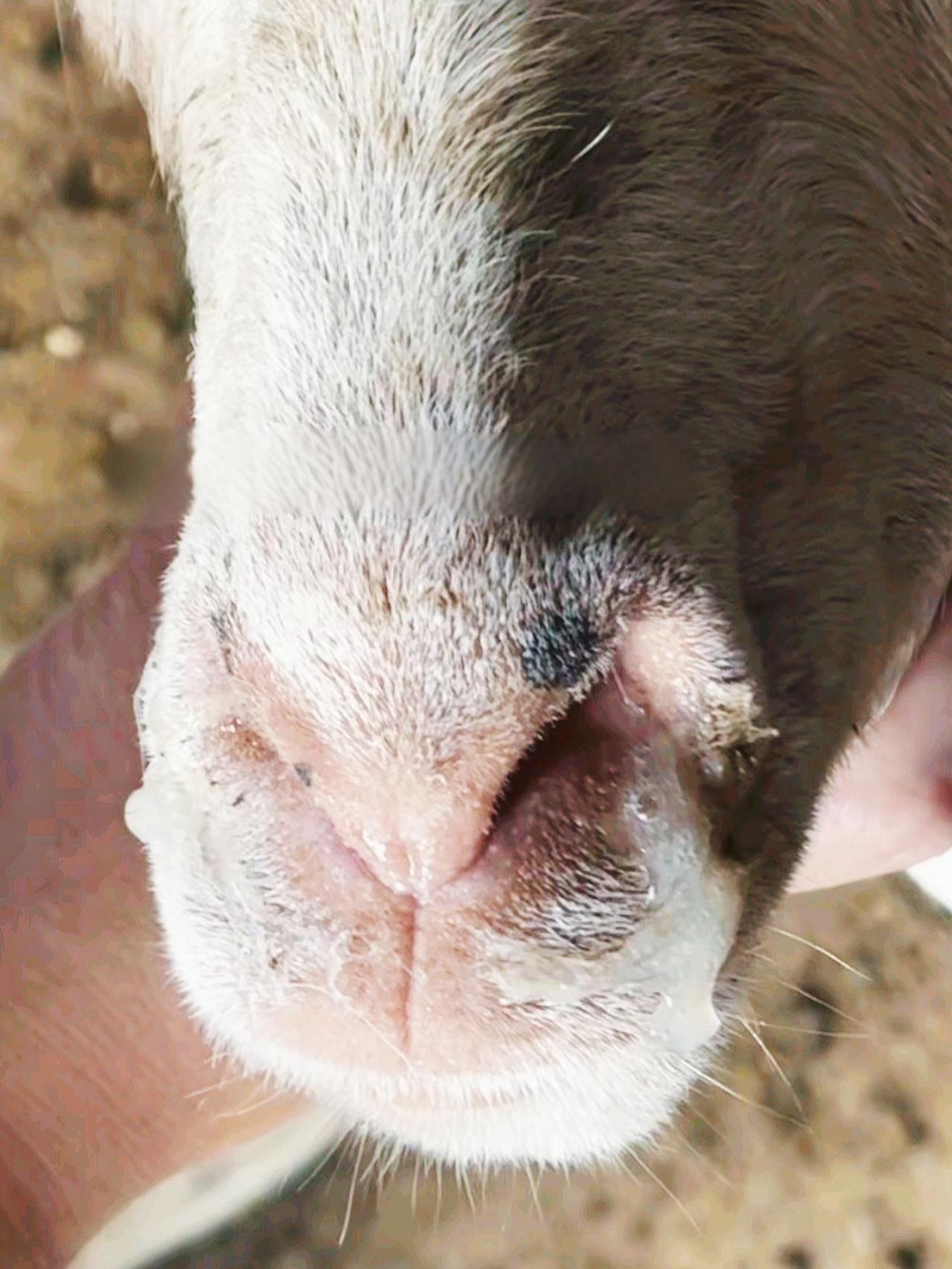 养羊人牛羊养殖养殖户的好帮手抖音助农养殖场专用