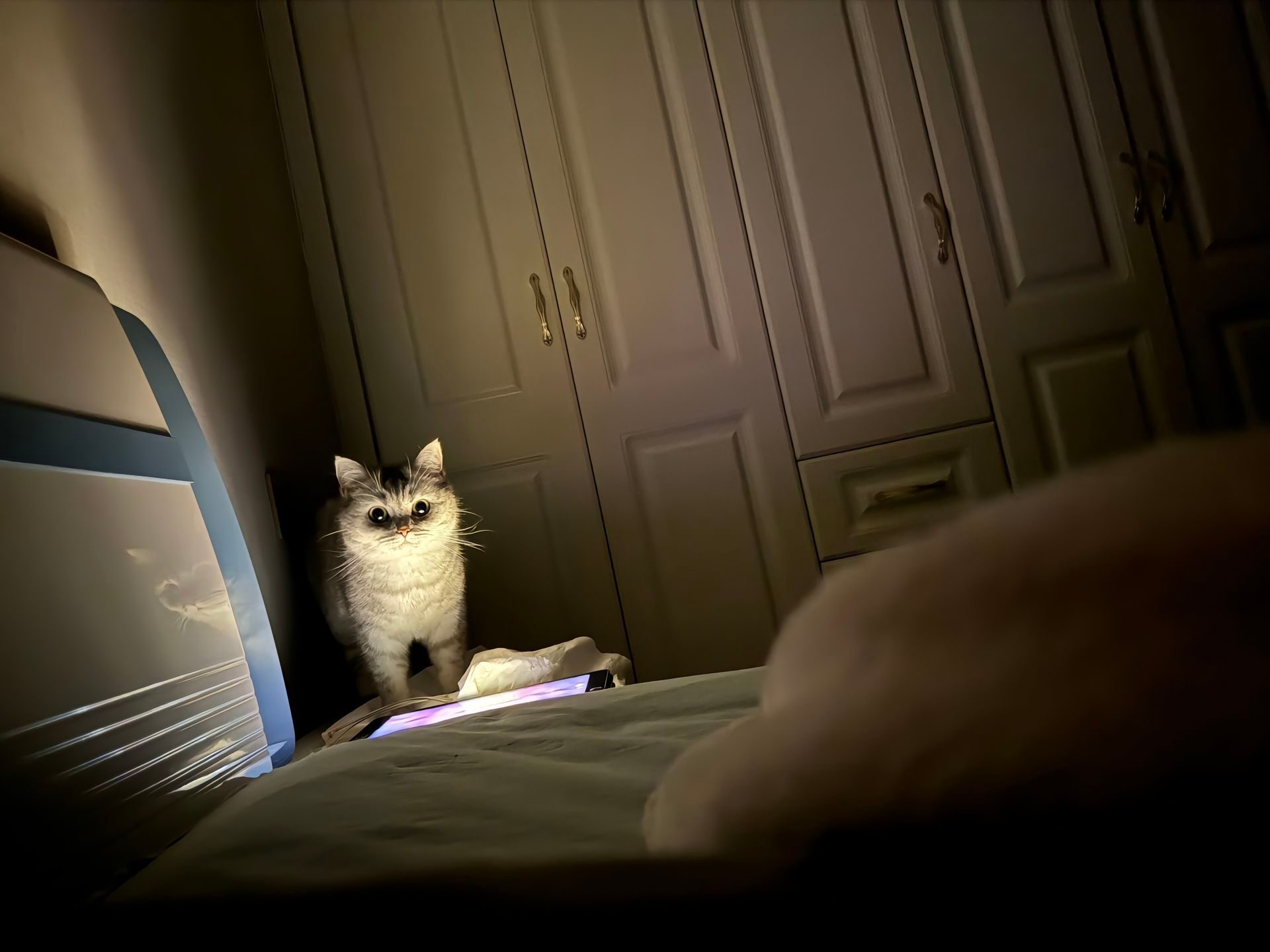 臭小猫，为啥偷偷玩我的ipad