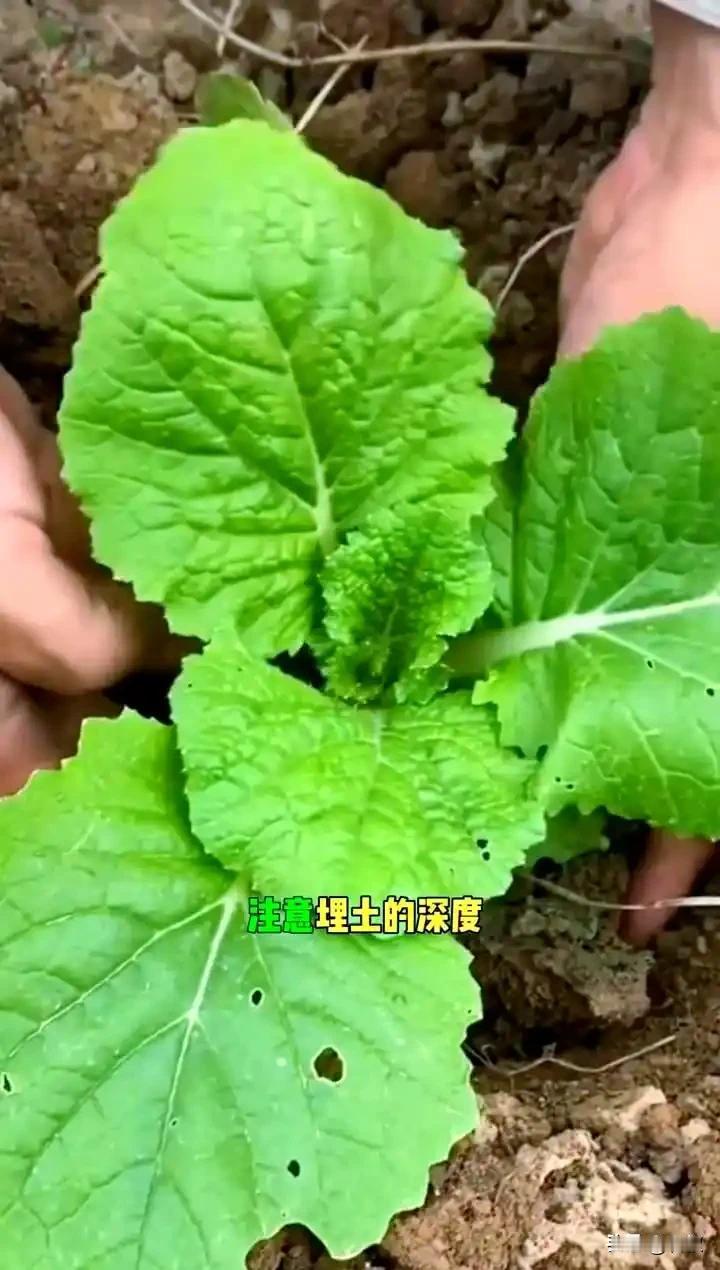 想让白菜萝卜移栽成活率高吗?又快到移栽白菜的时候，白菜可以移栽，但要注意几个