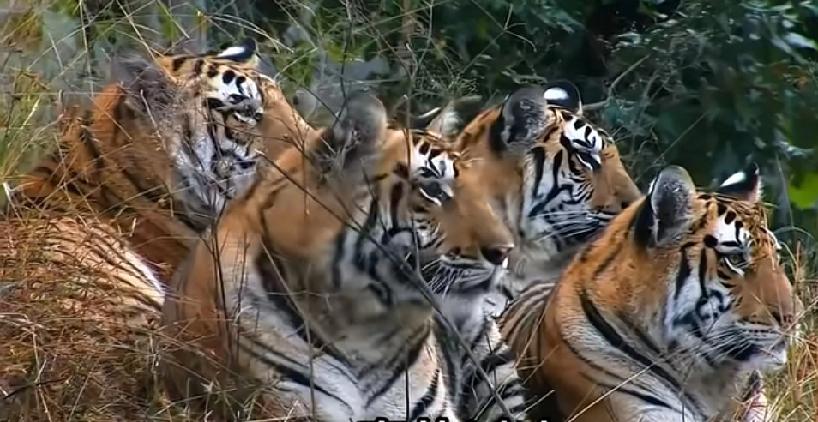 西安有对父子在动物园游玩时误闯虎园。五只猛虎把45岁的父亲当作人肉沙包，生撕活咬