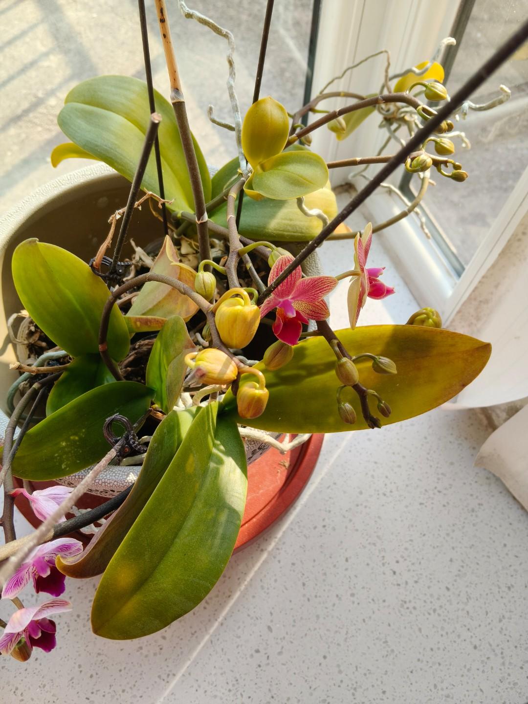 先尽忠再尽责魏相公叔痤深受魏王信任，所有国家大事都由他来出谋划策。他生了重