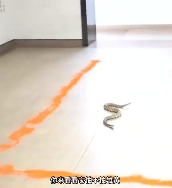 【专家实测蛇不怕雄黄】4月16日，安徽祁门，蛇伤研究所蛇类养殖中心主任汪振兴做了