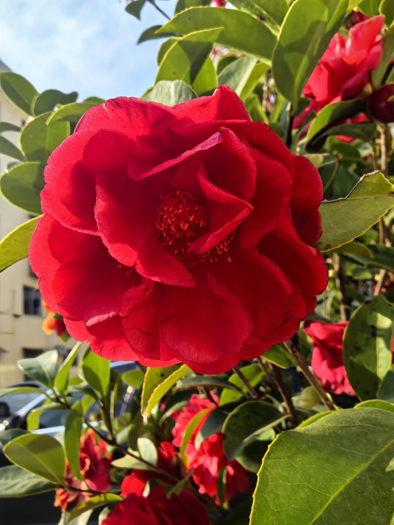 门口的一大盆茶花，养的真好！可以用繁花似锦来形容，大朵大朵的红色花娇艳欲滴，给这