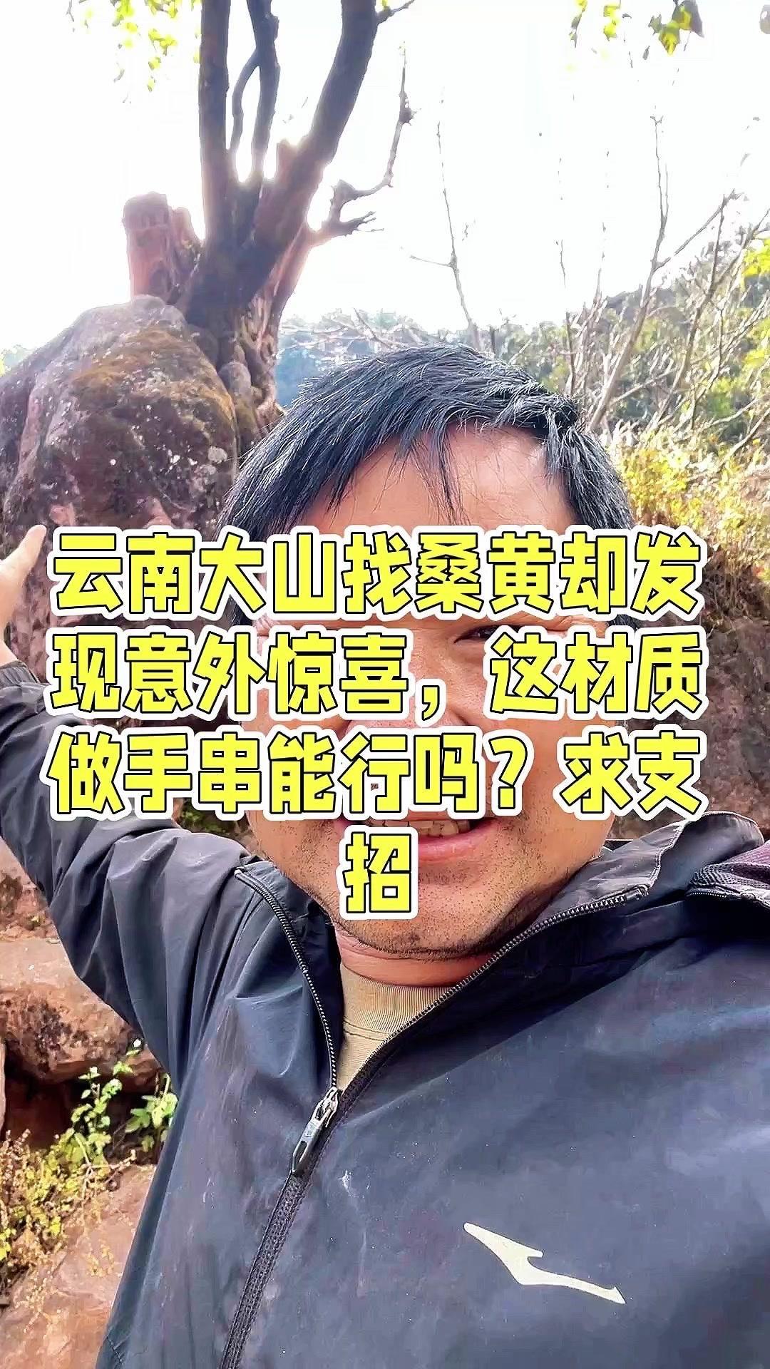 山涧寻桑黄意外收获“老料”在云南大山找桑黄，结果一棵老岩桑让我挪不开眼。树干被砍
