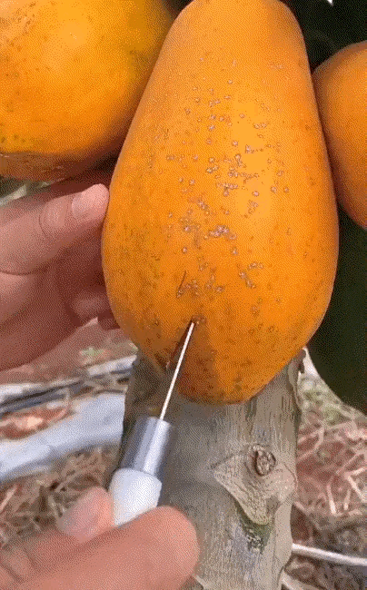 成熟的木瓜，到底有多好吃？