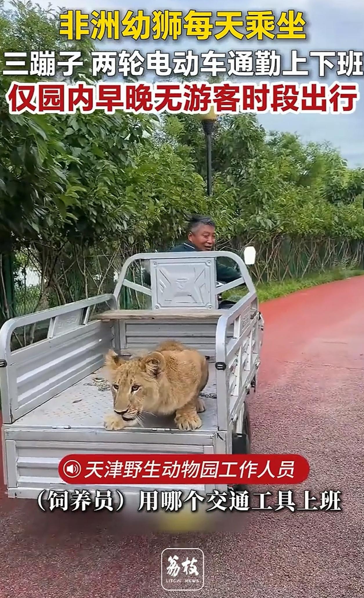 笑翻了！天津，动物园里的小狮子刚出生就和饲养员一起生活，久而久之混熟了，它反倒学