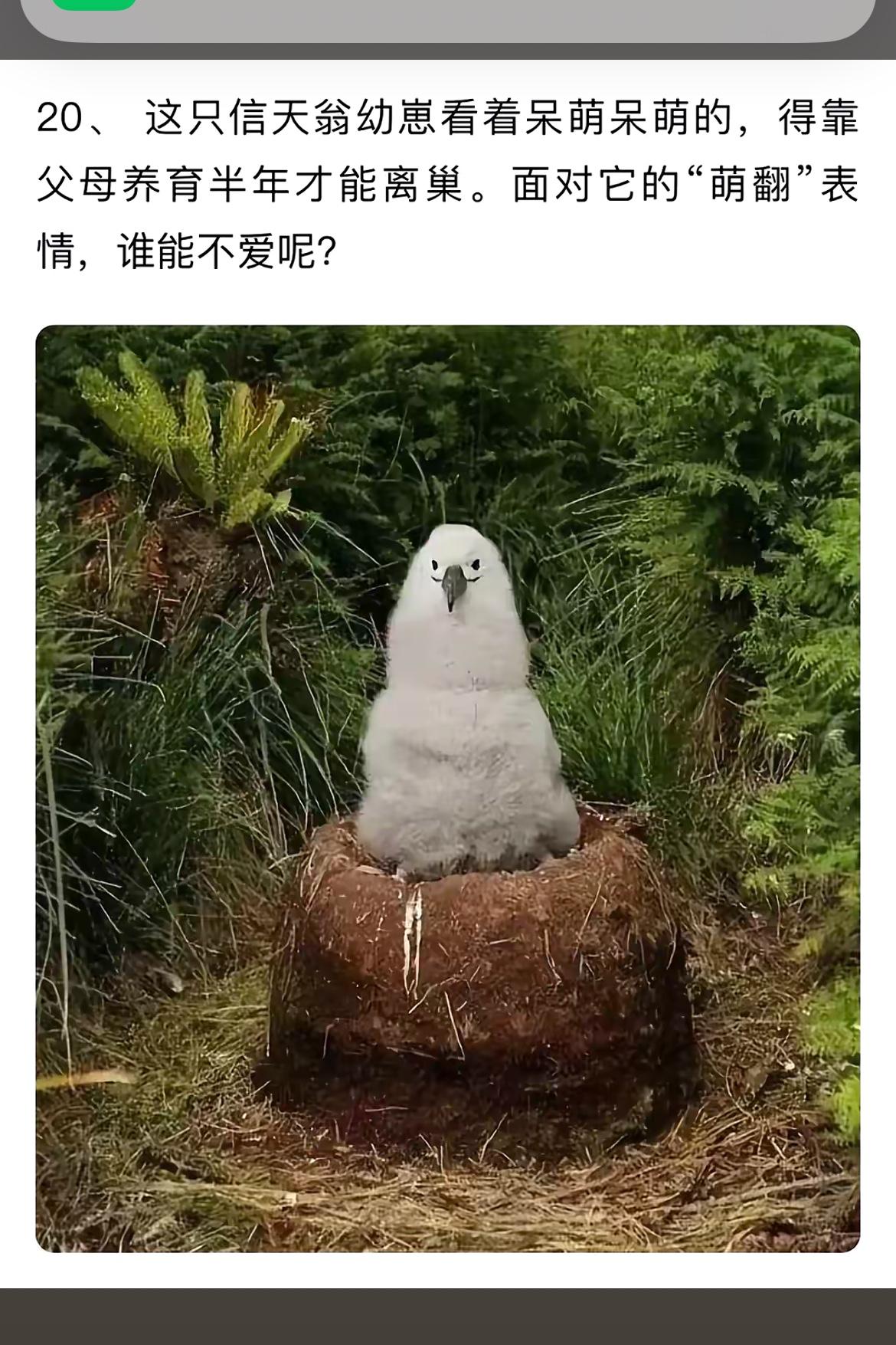 萌翻天的小信天翁，谁不爱呢？😍🐧