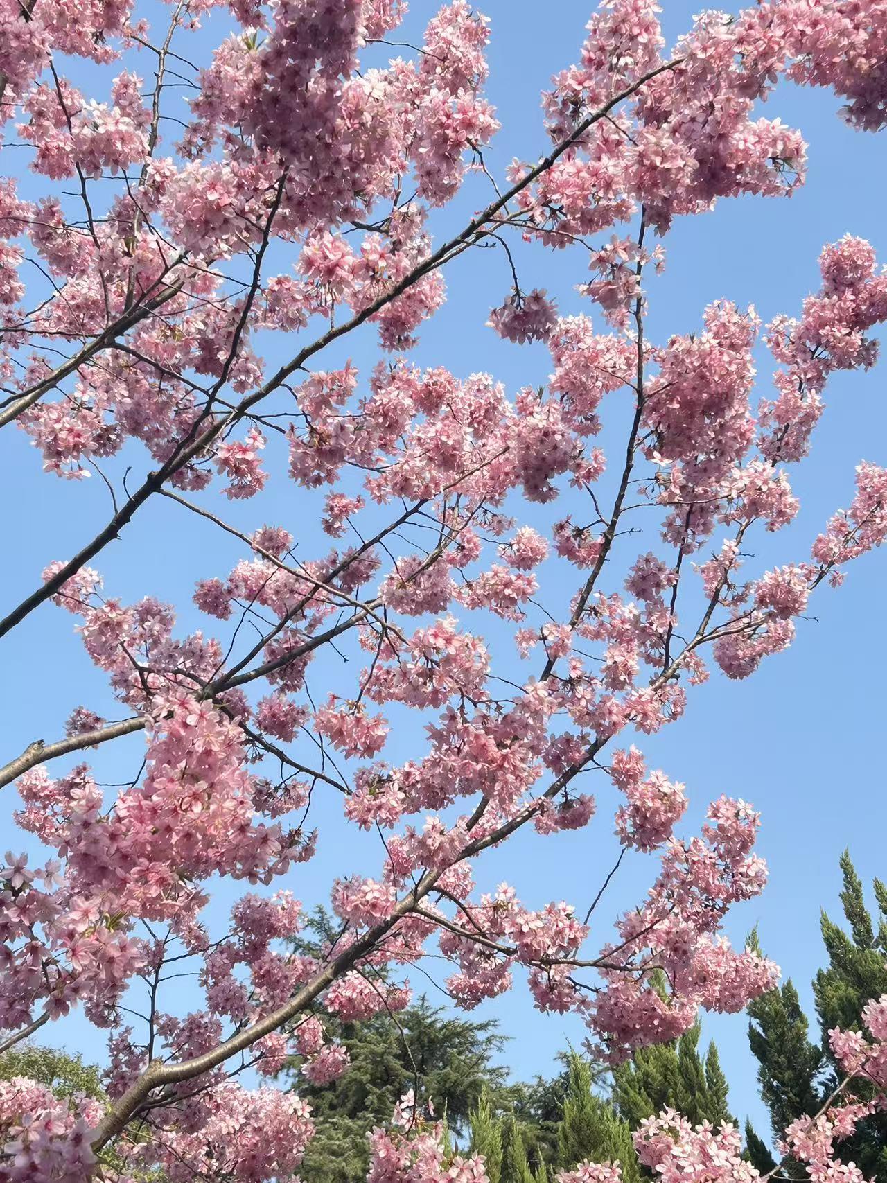 南京市玄武湖公园的樱花节开始了，据报道因为人流太多，昨天进入玄武湖公园实行了游客