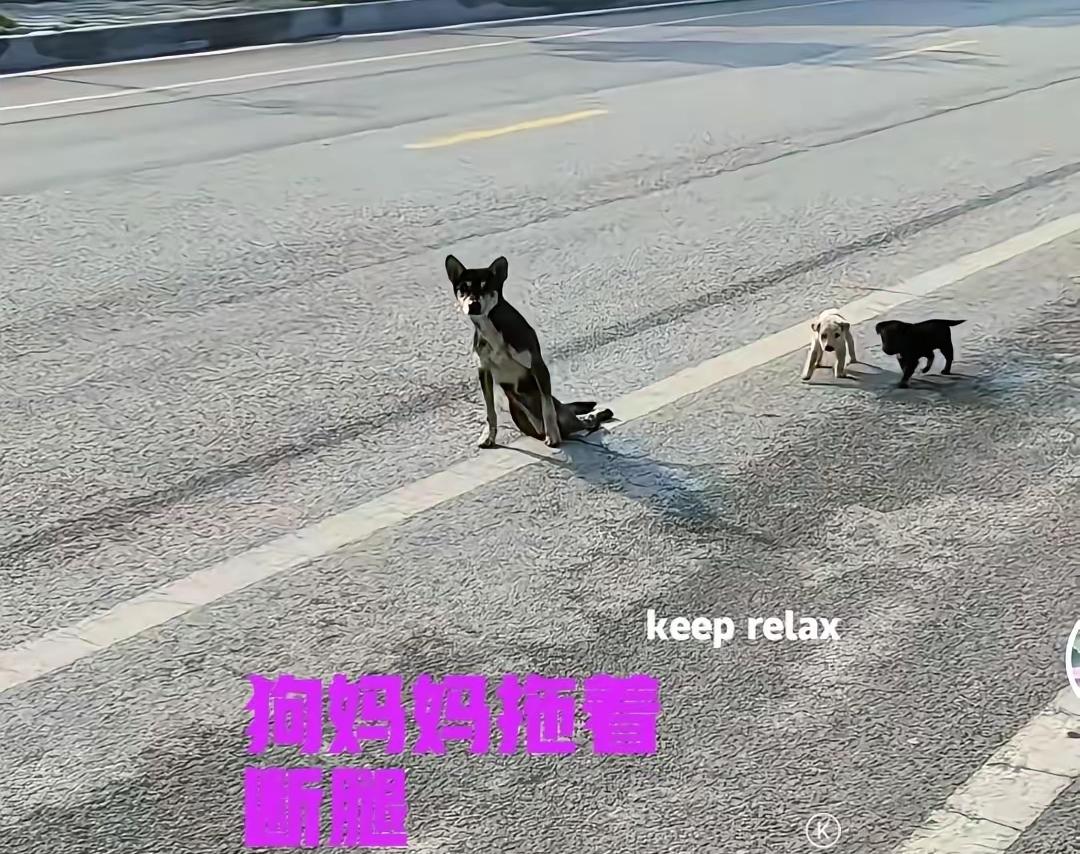 谁看了不心疼!湖北十堰网友上班路上,撞见只断腿的狗妈妈,拖着残废后腿一瘸一拐,身