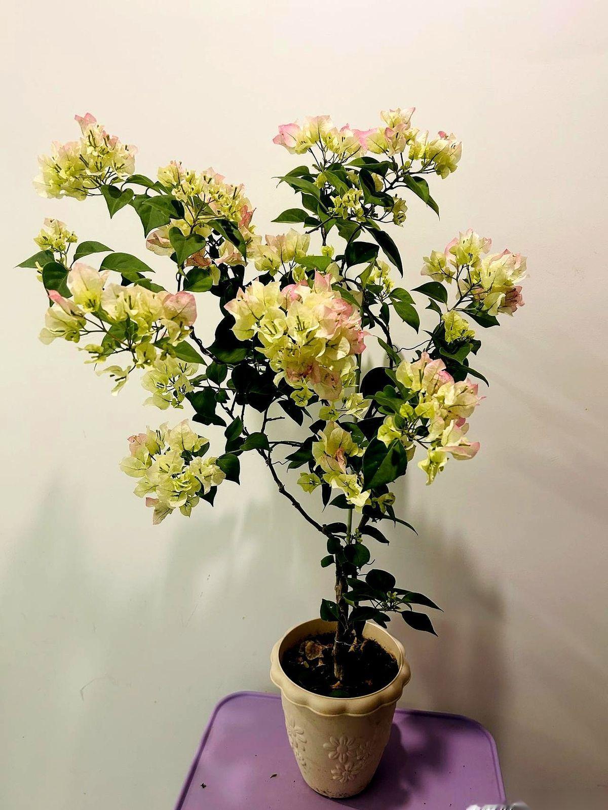 都说我这棵绿樱，算是养废了。人家正版的“绿叶樱花”，那得是娇艳欲滴的粉，开成一