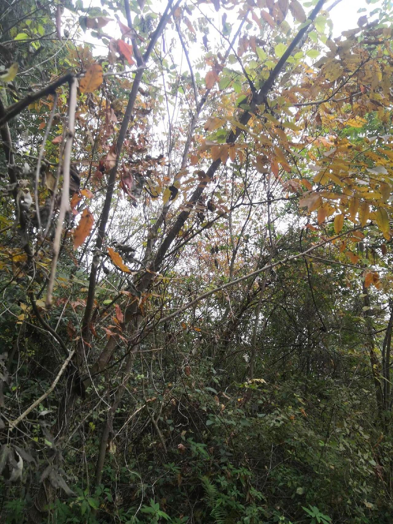 原始森林的天然氧吧山上的风景山里的风景山上美景竹林美景
