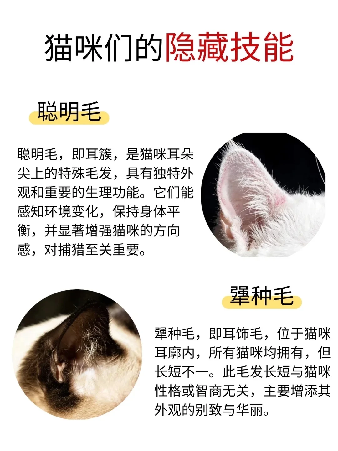 猫咪的隐藏技能，你知道吗？