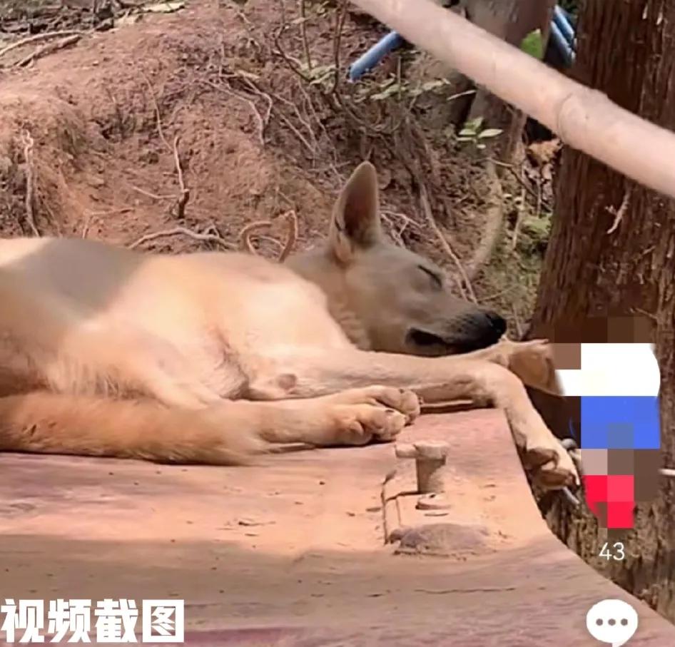 有男子拿棍骚扰正在睡觉的狗狗。此刻男子可不地道，狗狗睡觉碍着你了吗，以为如此