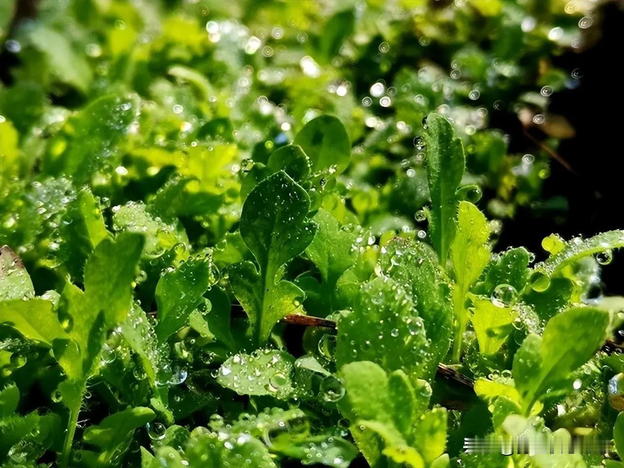 春天，建议中老年人：少吃笋和萝卜，多吃4种养肝菜，肝好少生病春风一吹，菜市