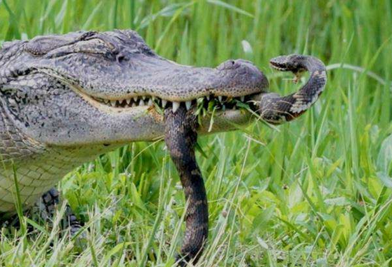 孕妇梦境解析，小蛇与大蟒蛇的寓意与启示