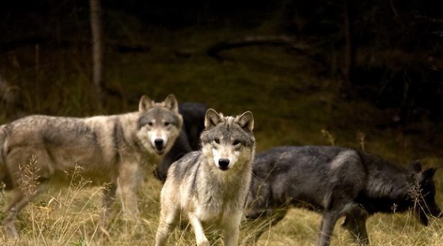 1964年，三名解放军战士在野狼谷遭遇狼群围攻，他们果断开枪，几只狼应声倒下，正