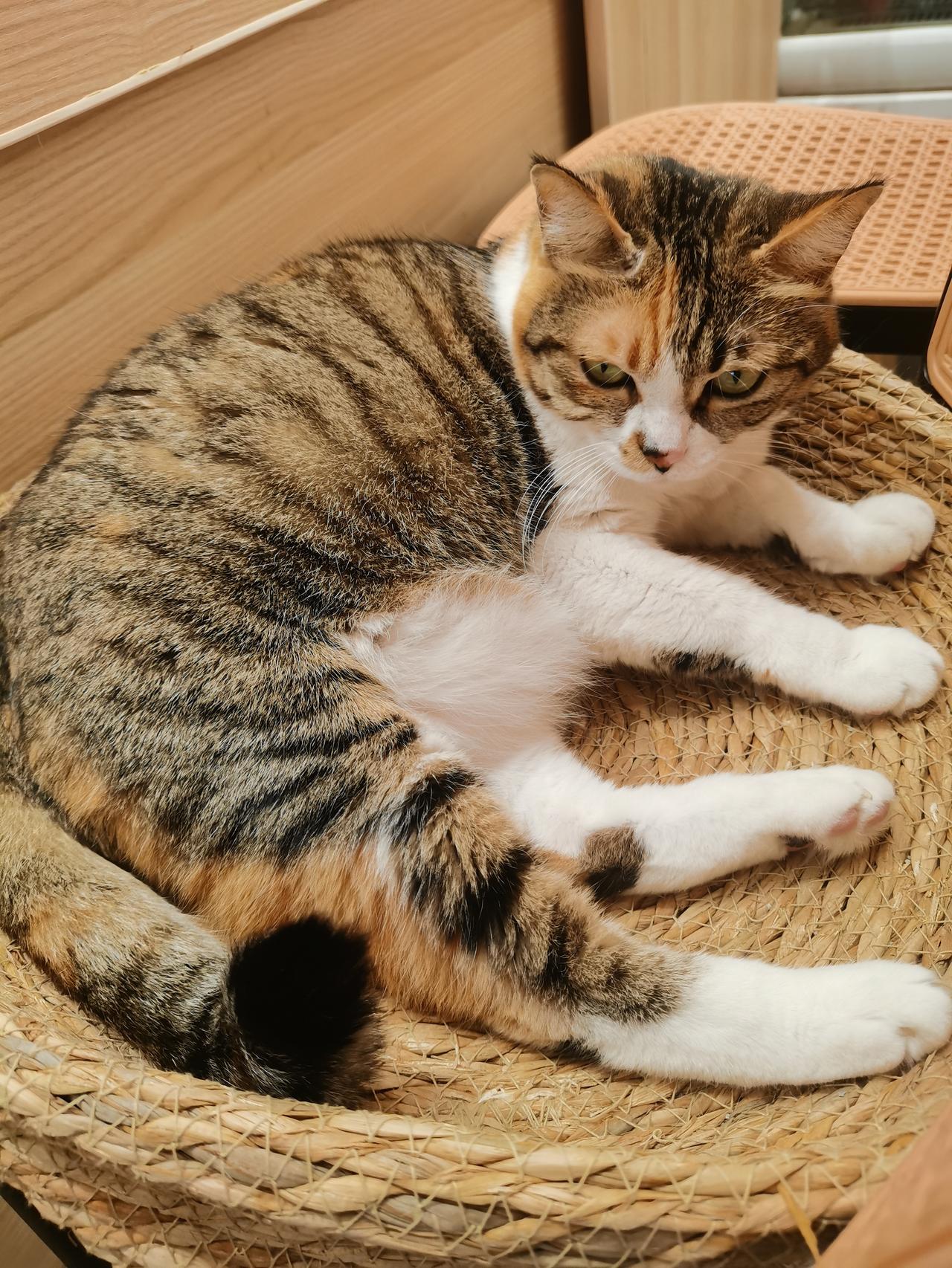 在咖啡店碰到的小猫咪，以前经常躲起来，今天居然躺在那里给大家摸。猫主子突然这么