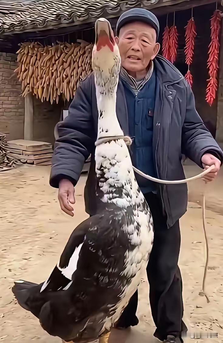 大爷自从老伴走了知后，他非常孤单。儿女常年在外，很少回来看他。然后他买了一只小鹅