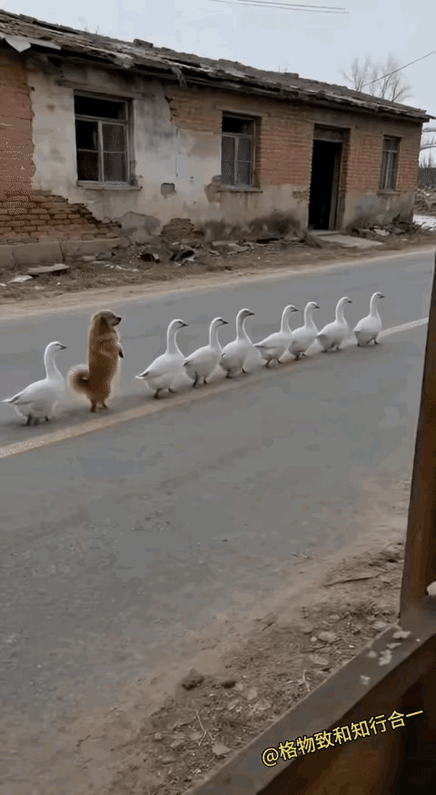 这个狗是真狗！