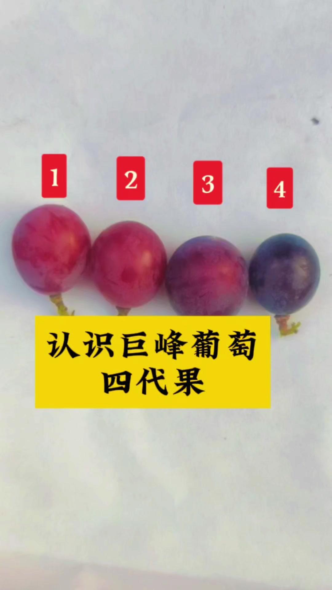 💡巨峰葡萄的头茬果、二茬果、三四代果分别是：1️⃣头茬果：特别甜。2️⃣二