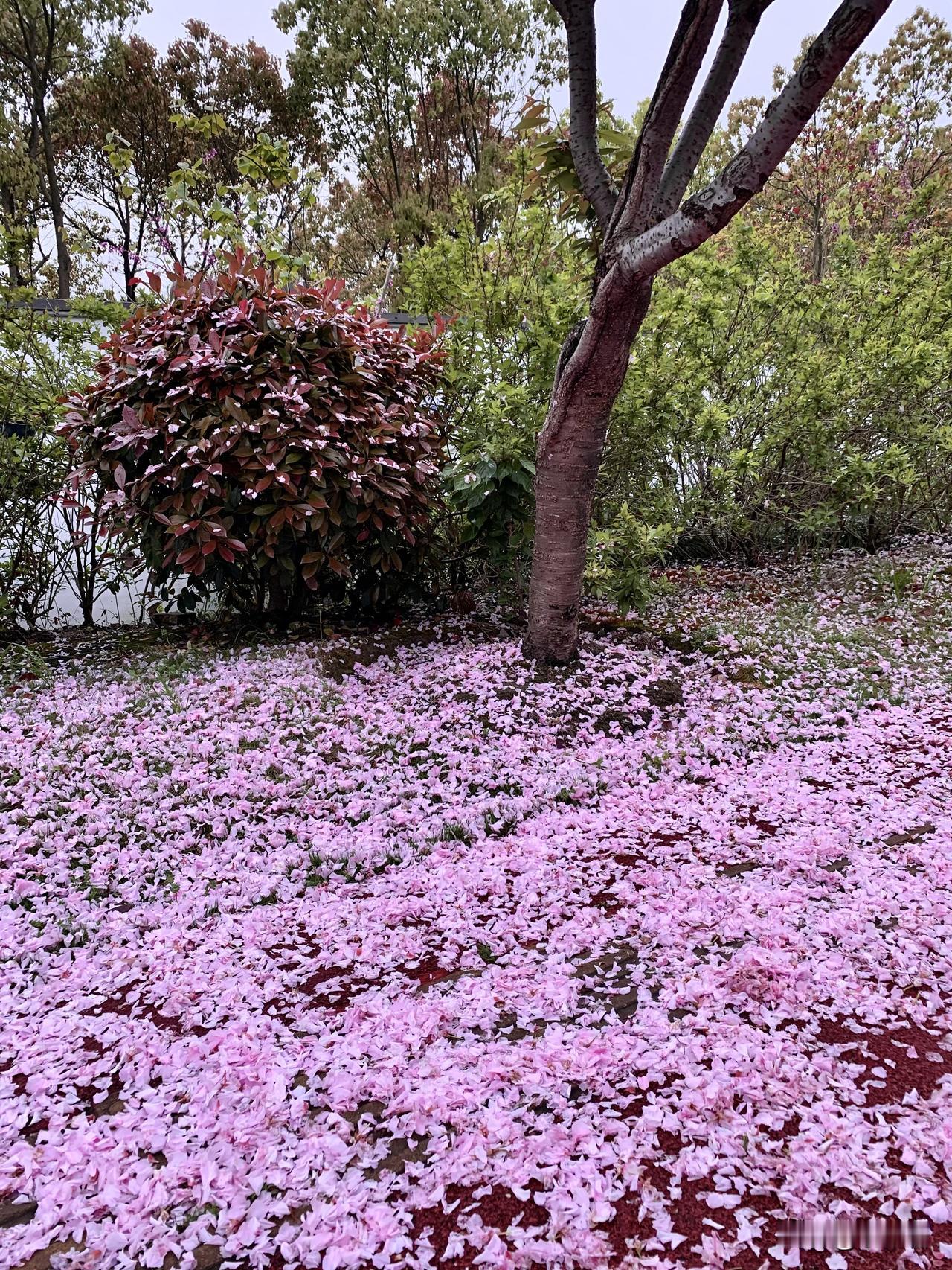 每年的四月，是樱花生命燃烧的时节。从发苞到绽放，用一年积蓄的能量在春天展现其最美