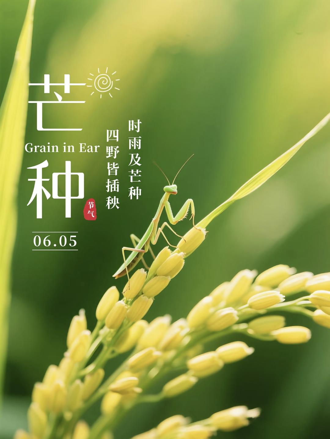 芒种节气文案，挑一句惊艳朋友圈~🌿杏与麦田，六月人间，风吹麦成浪，躬耕谷满