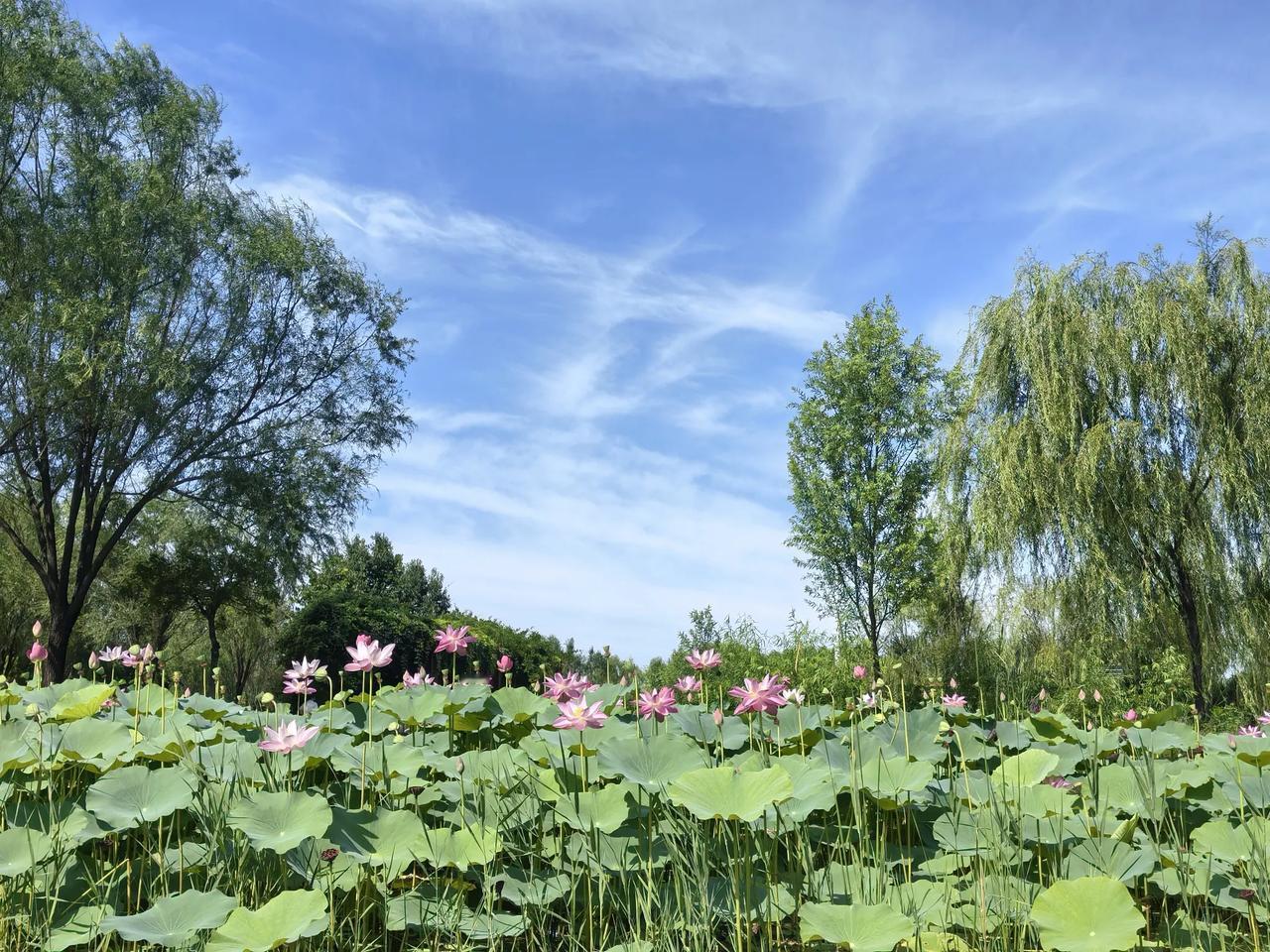 秋天的湿地公园荷花秋天的湿地公园荷花在蓝天白云的映照下是不是显得更加好看？蓝