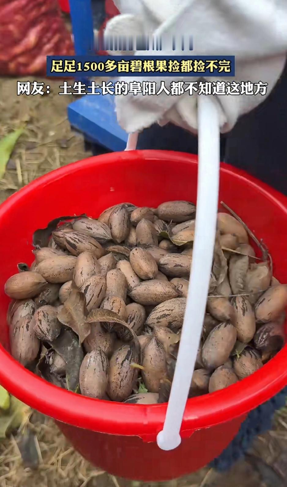阜阳藏的也太严实了，现在才知道阜阳有足足1500亩碧根果捡都捡不完！现在才被
