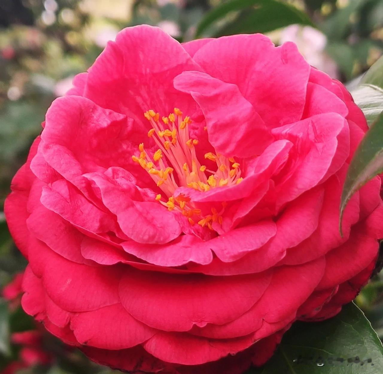 上联：昨夜清风梳绿柳，如何对下联下联:今朝细雨润红花