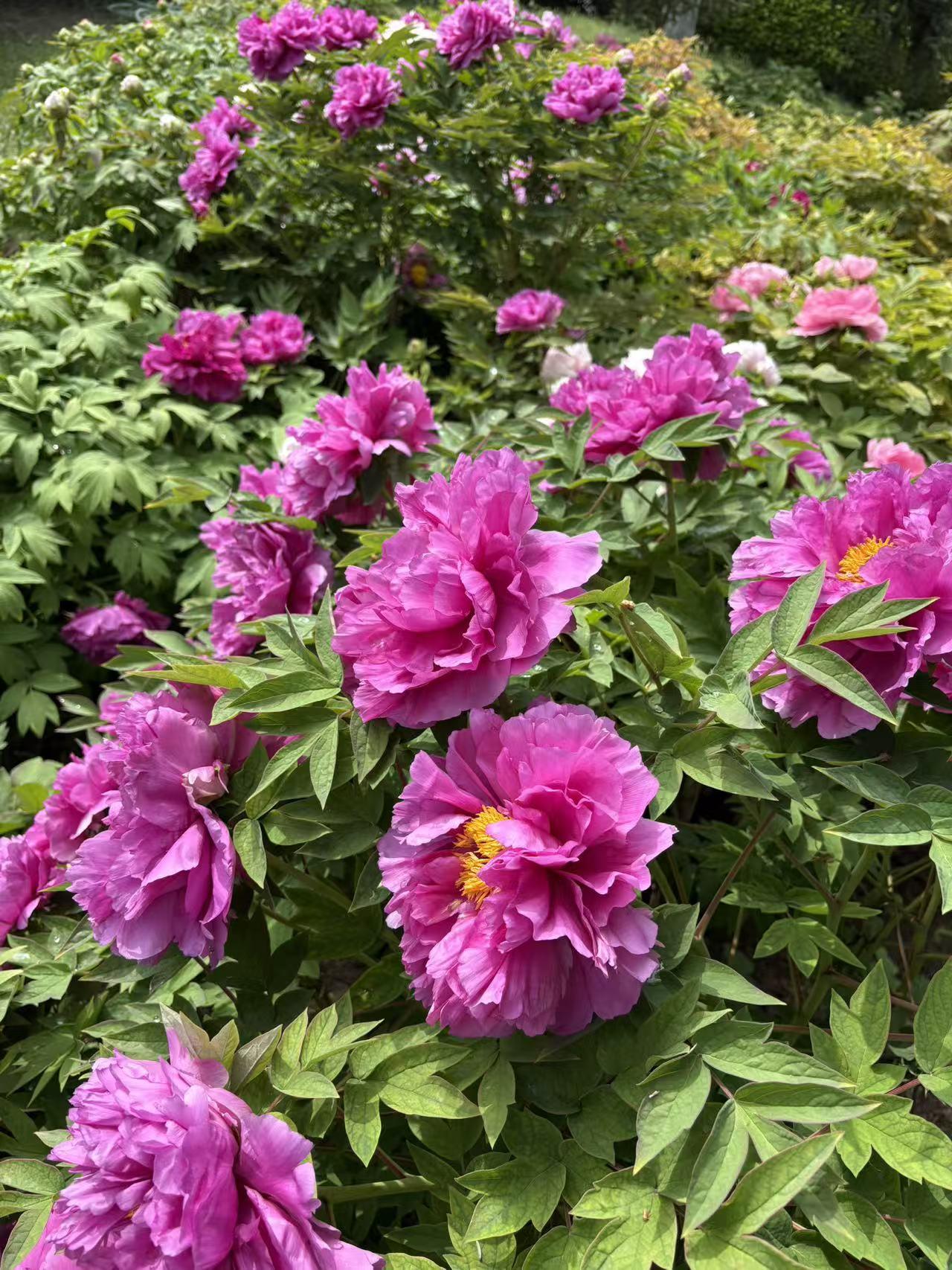 春日生活打卡季春日里，牡丹花开绝对是一道不可错过的风景。每年四月中旬，洛阳就成