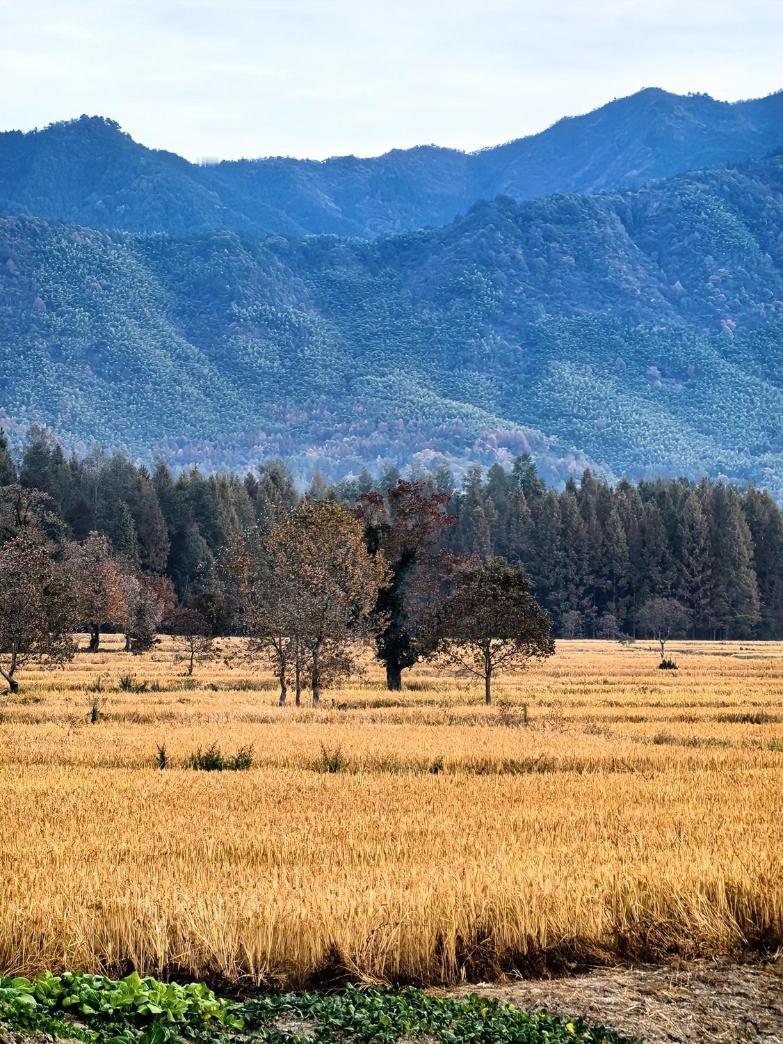 遇到一位初三的学生家长，孩子的期中考试成绩不是很理想，尤其是物理和化学，其实孩子