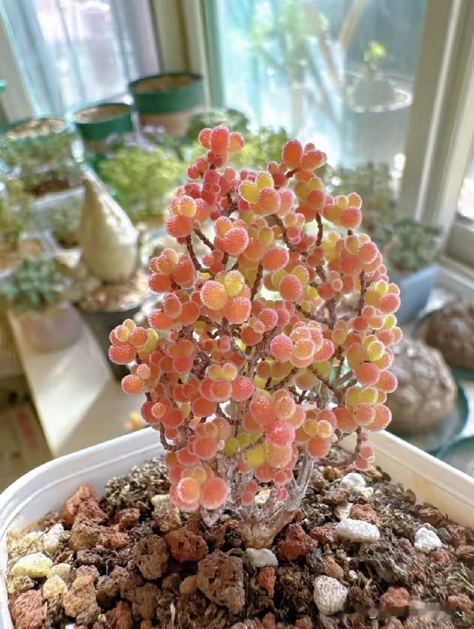 水晶盆栽