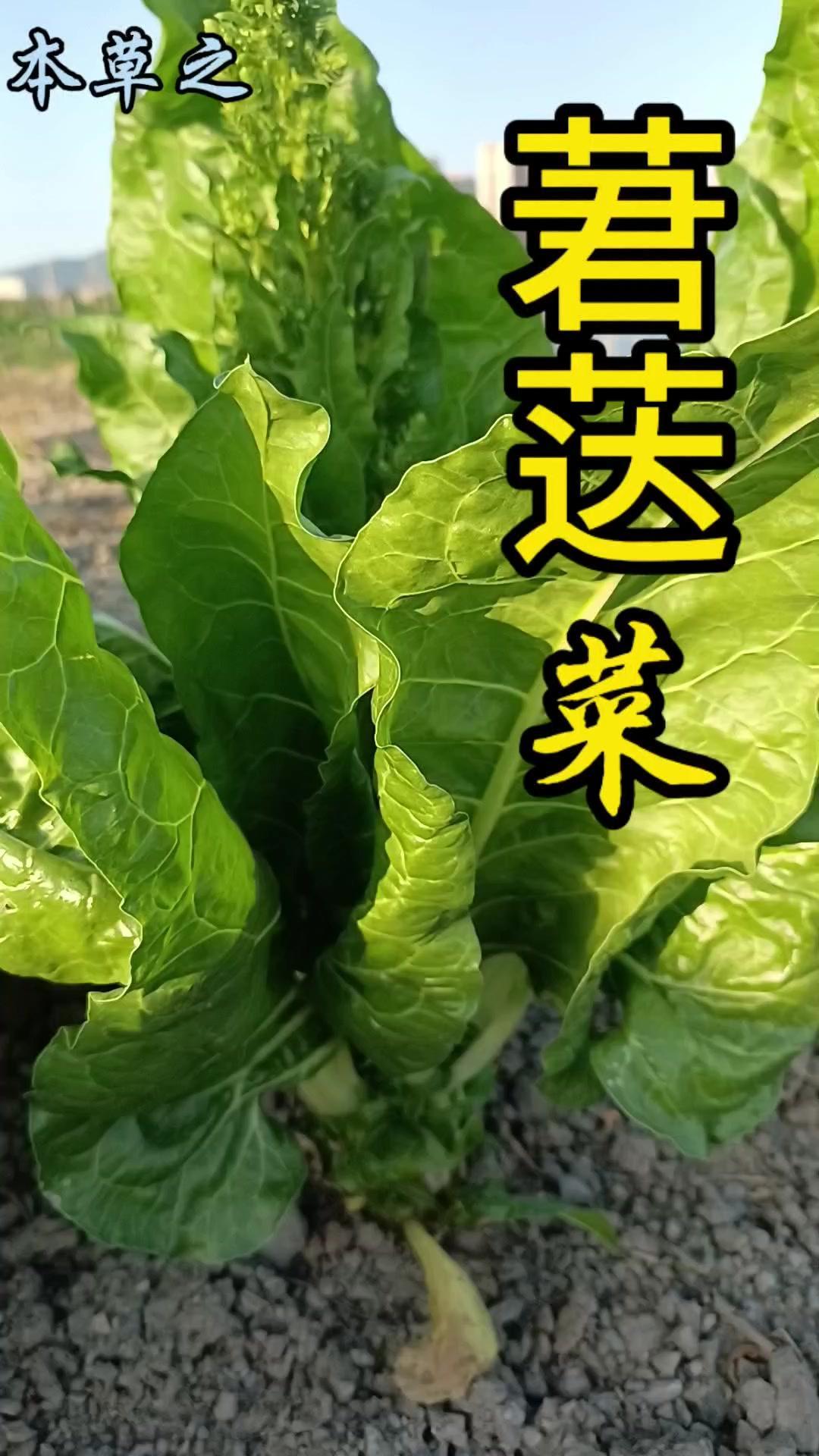 🌱初夏叶菜稀少？这种"宝藏菜"别错过！时至初夏，自然生长的叶类蔬菜种类减少，这
