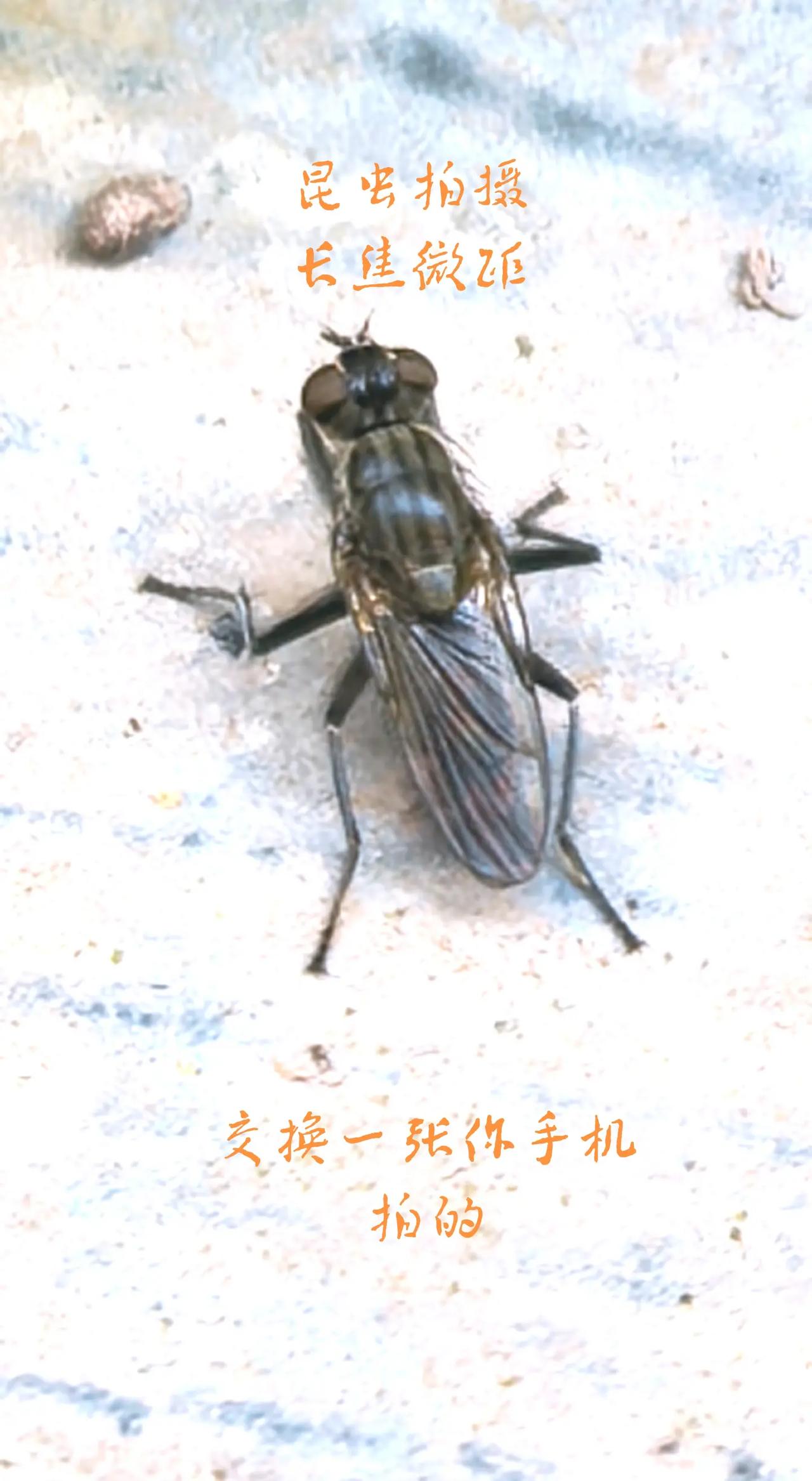 这是什么鸟