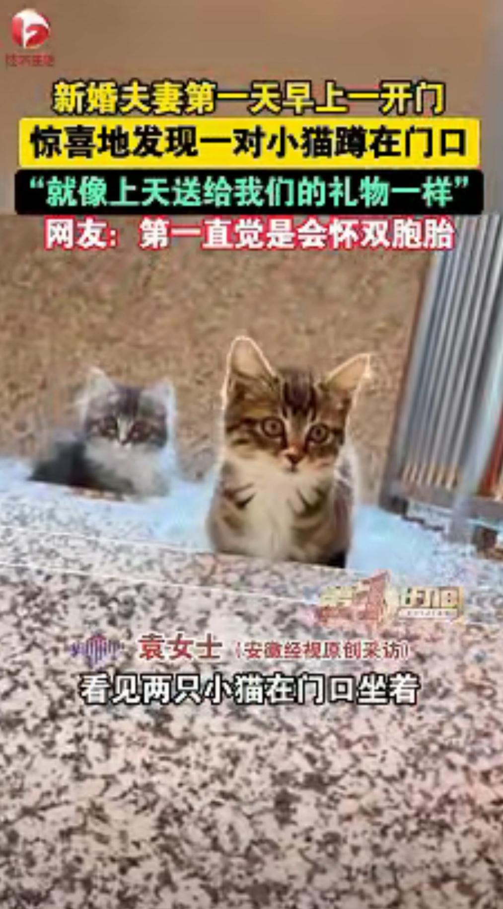 解释不清了！近日黑龙江，女子刚跟丈夫结婚，第二天开门时，看见有两只小猫在自己