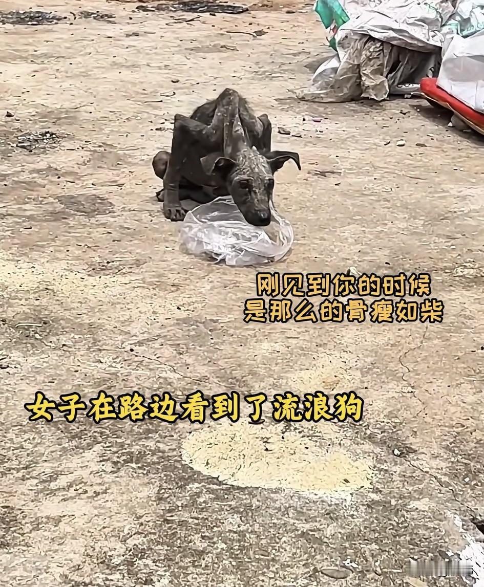 泪目了！一位小姐姐在散步的时候，看到了无比凄惨的一幕，一只瘦骨嶙峋路都走不稳的狗