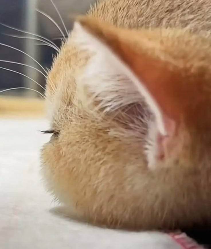 猫咪长得像杰瑞